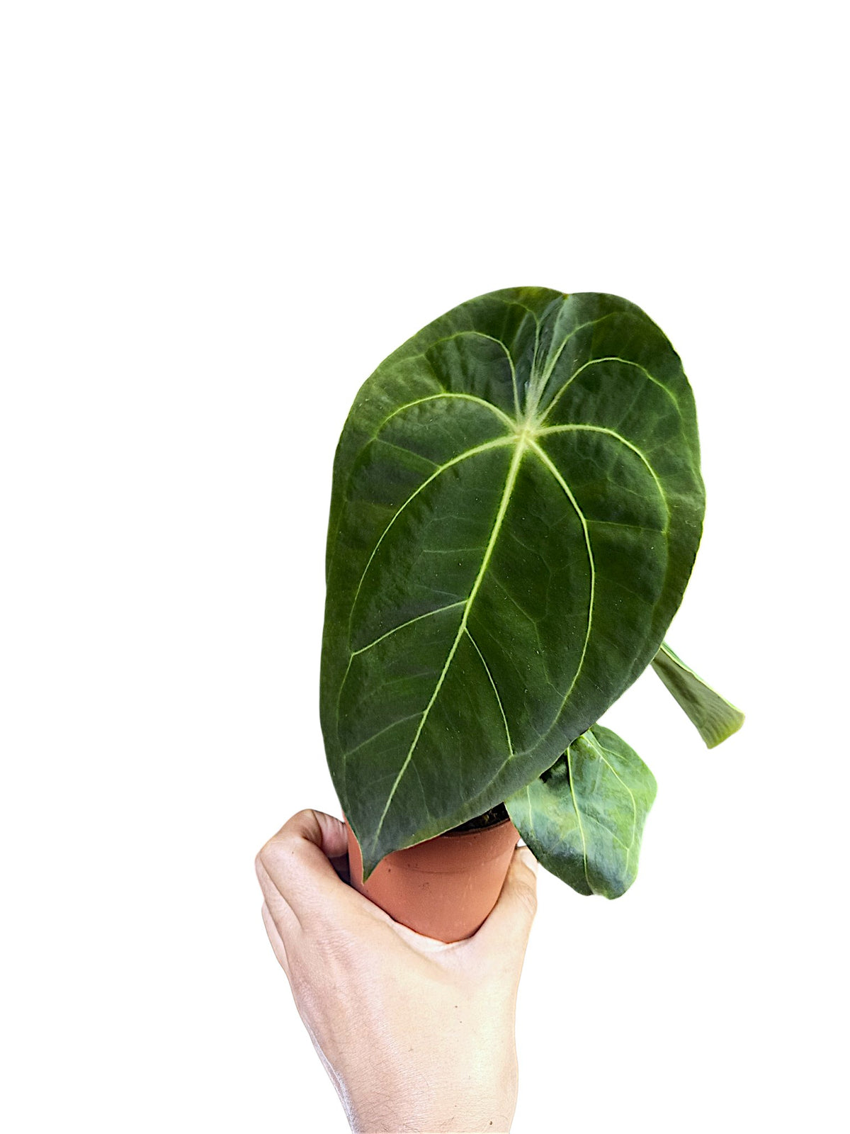 Anthurium Red Spider x Forgetii