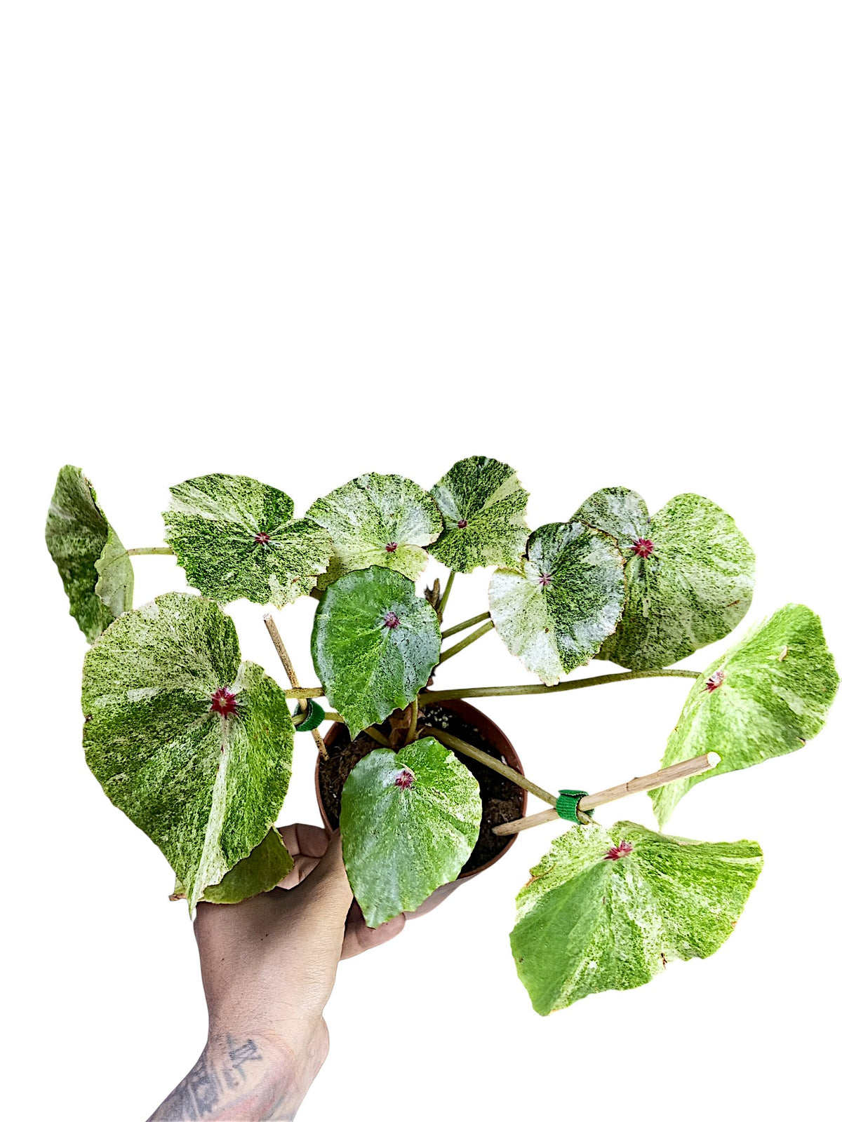 Begonia Rouge Variegated
