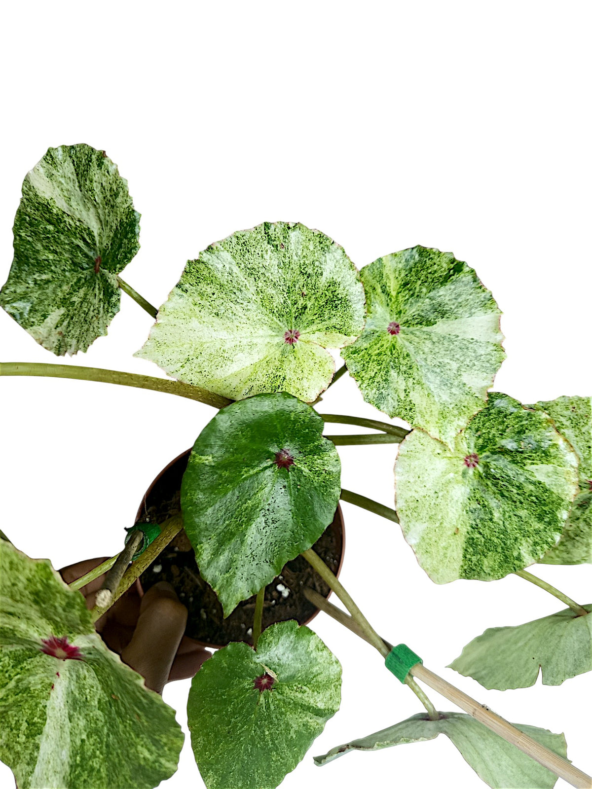 Begonia Rouge Variegated