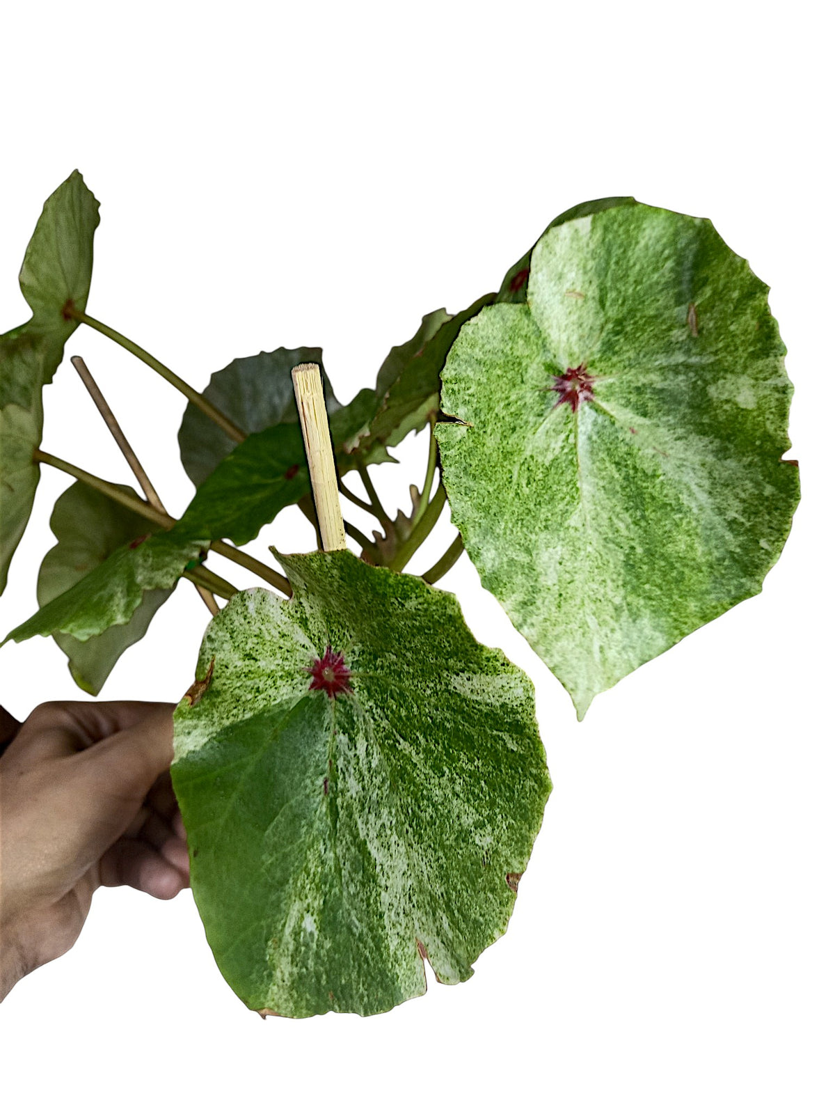 Begonia Rouge Variegated