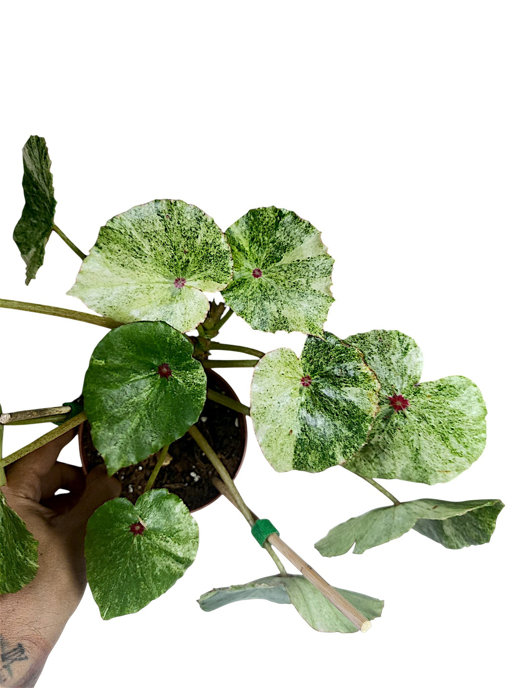 Begonia Rouge Variegated