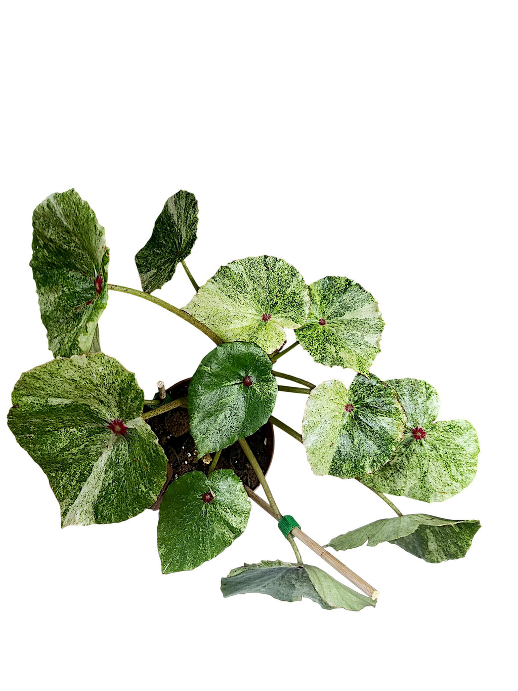 Begonia Rouge Variegated