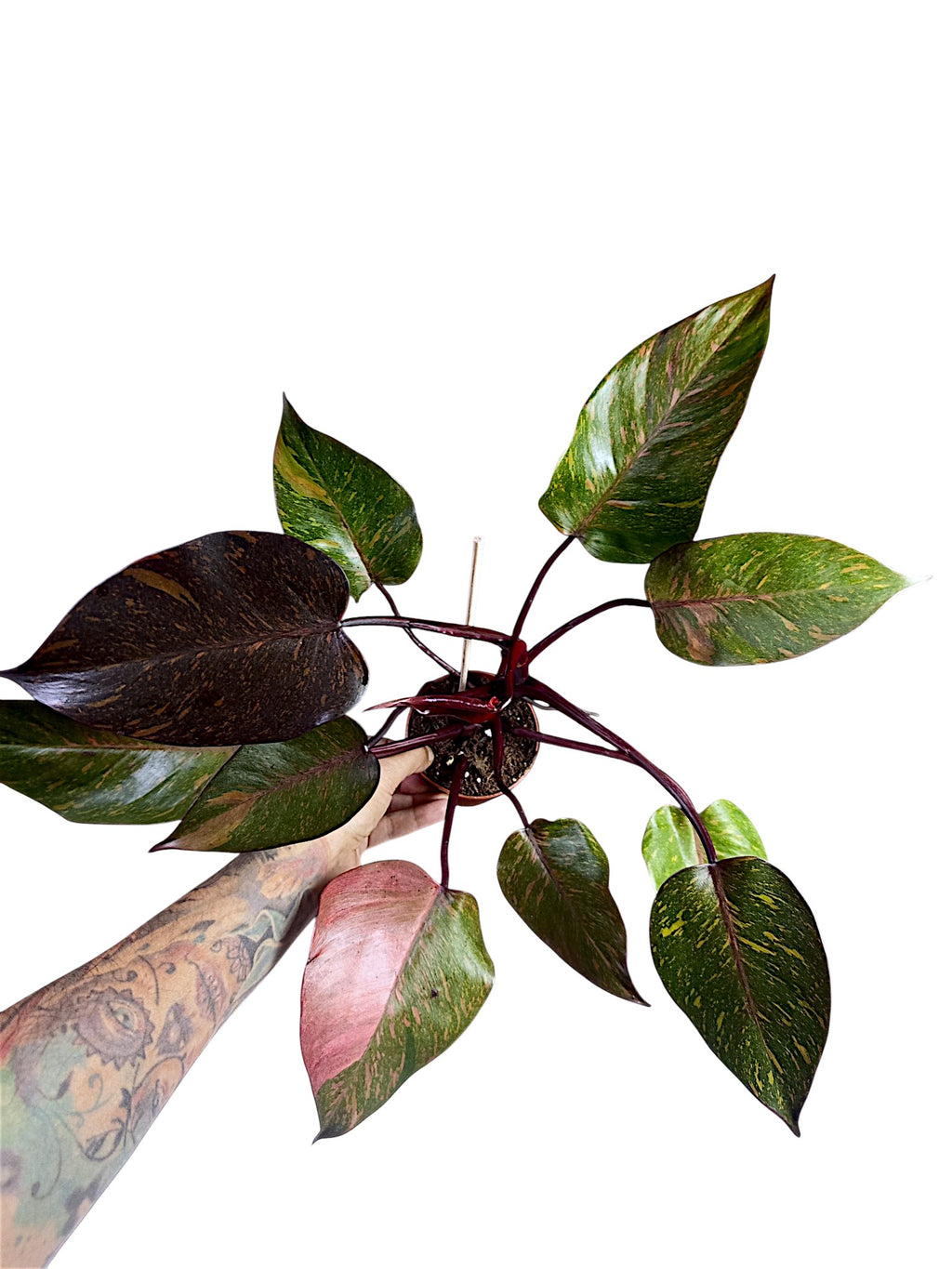 Philodendron Orange Princess