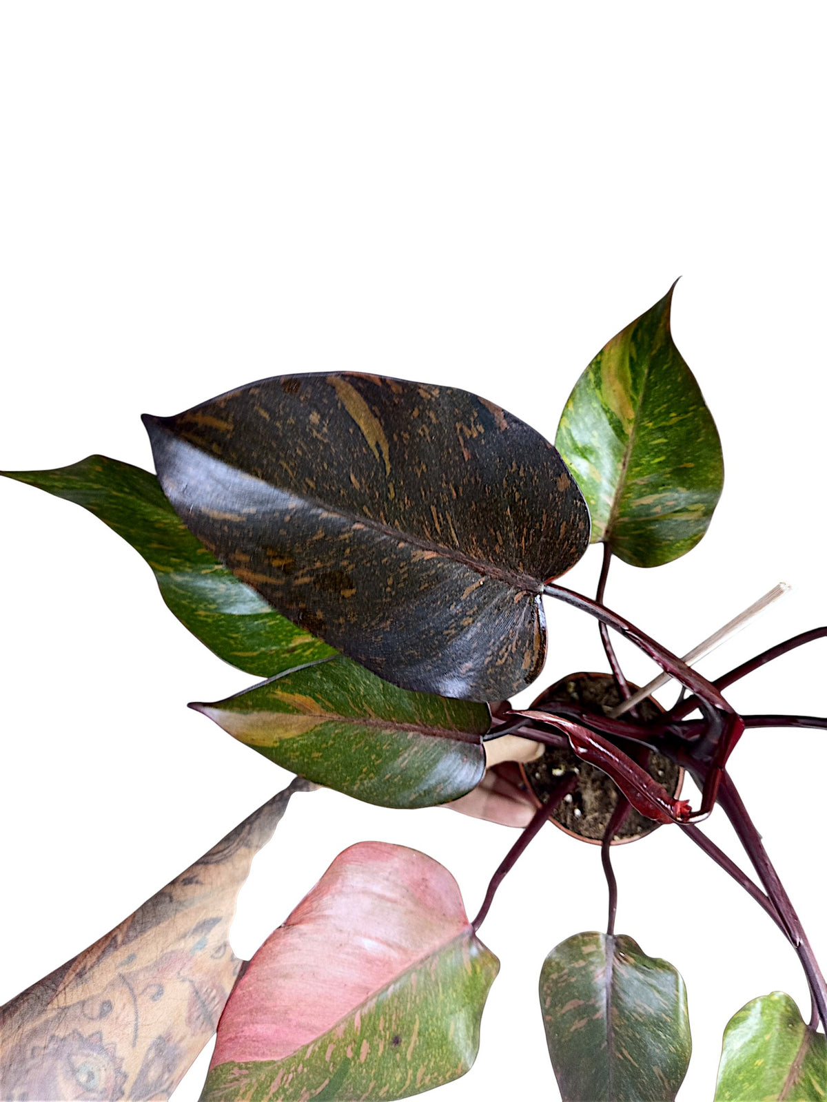 Philodendron Orange Princess