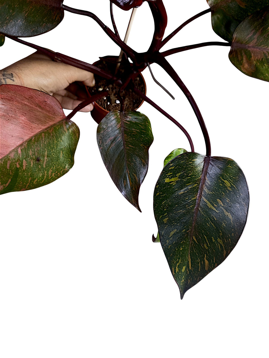 Philodendron Orange Princess