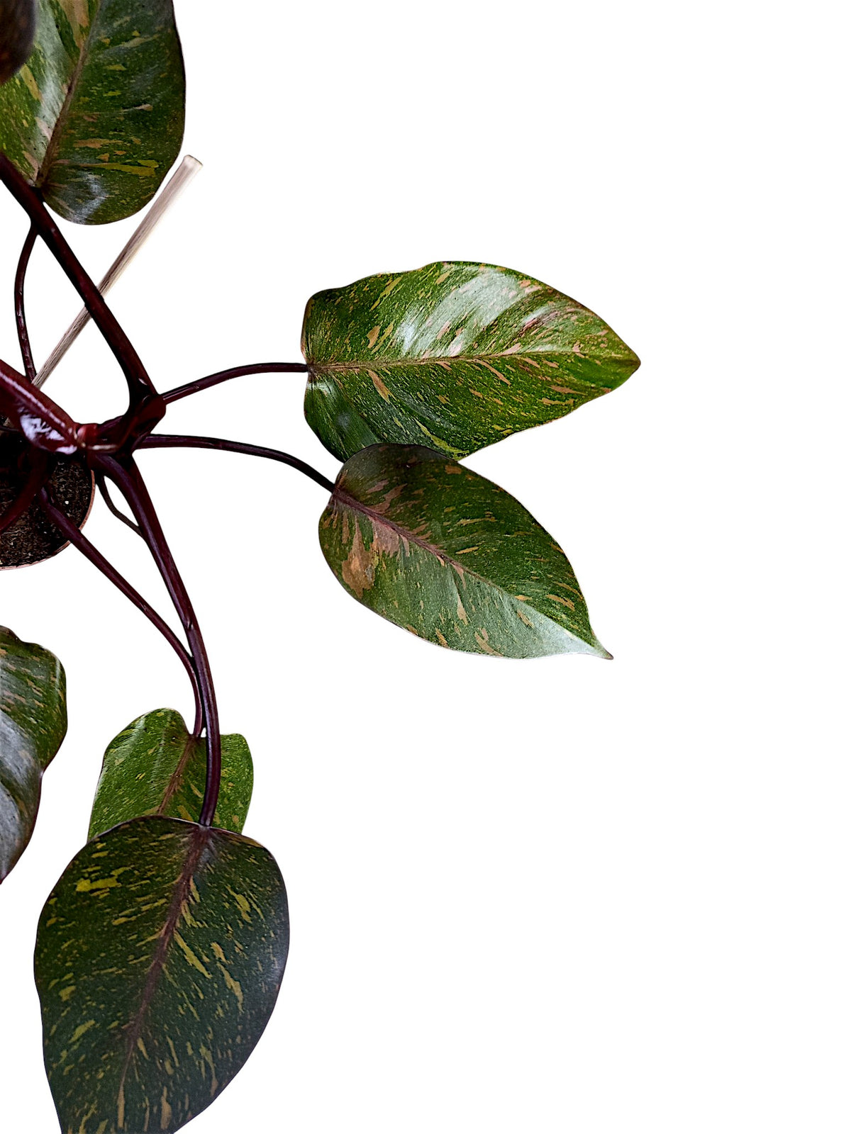 Philodendron Orange Princess