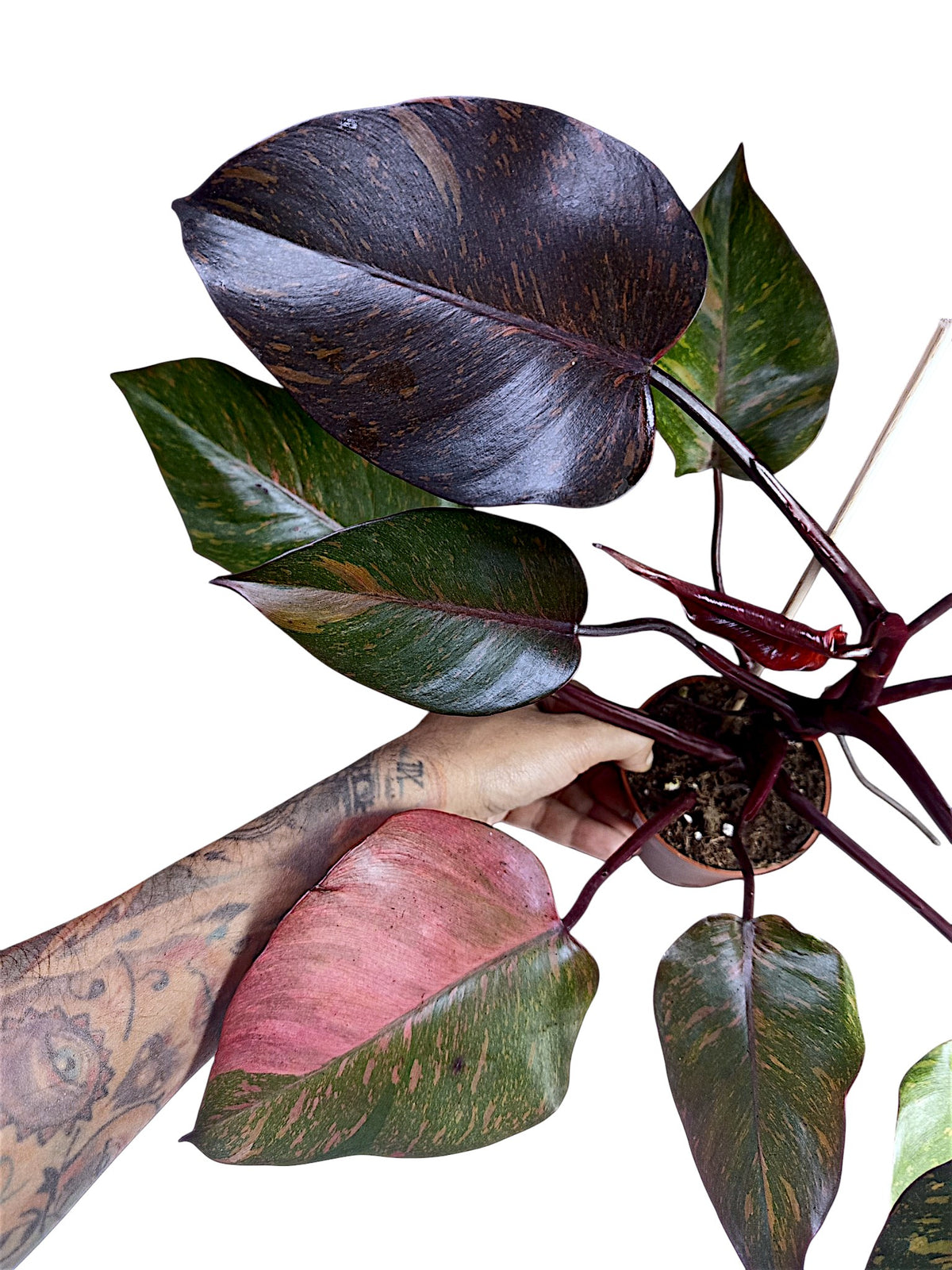 Philodendron Orange Princess