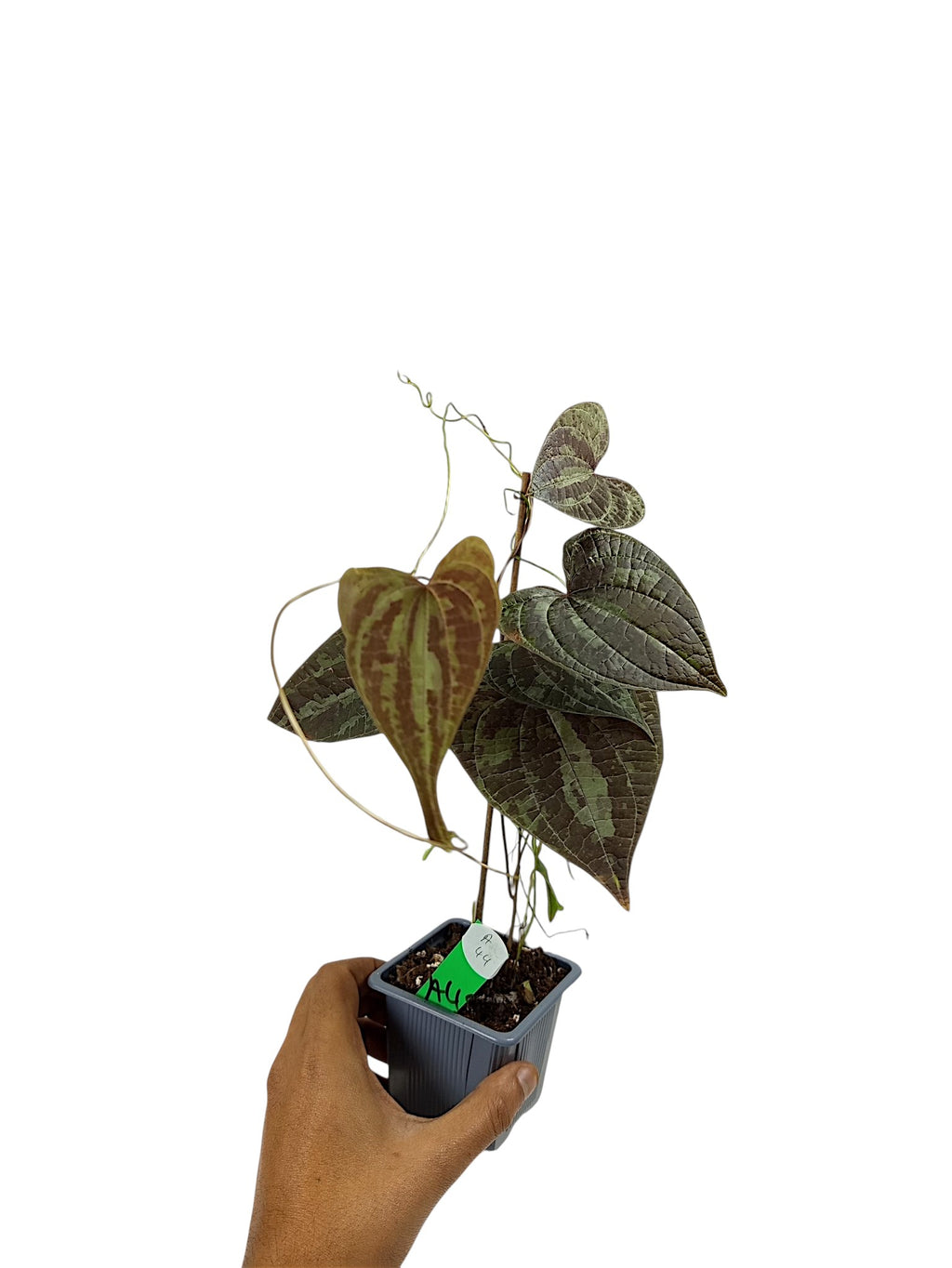 Dioscorea discolor