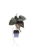Dioscorea discolor