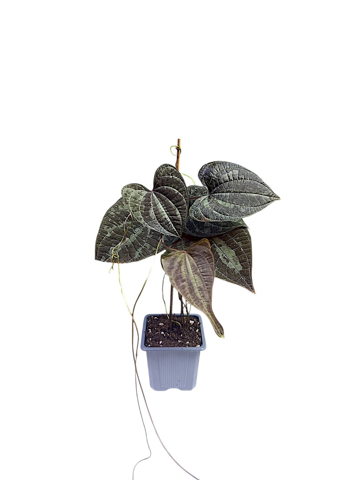 Dioscorea discolor