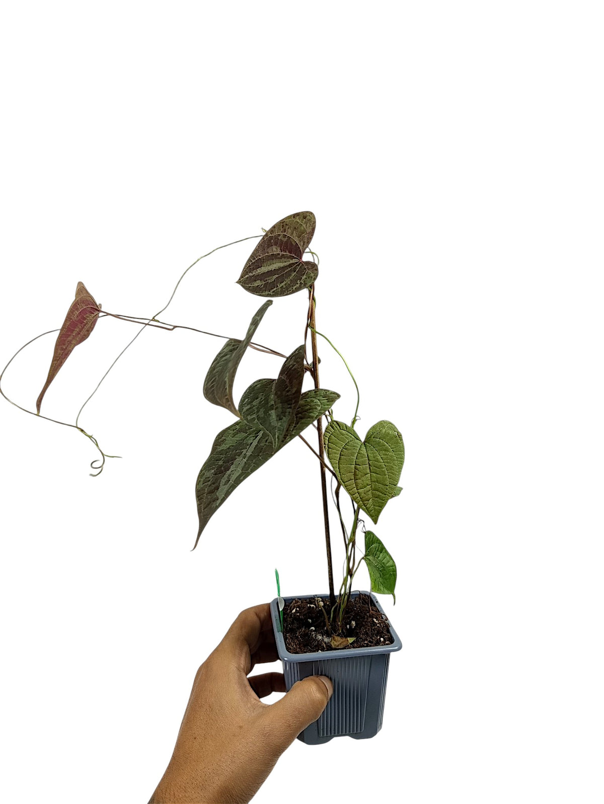 Dioscorea discolor