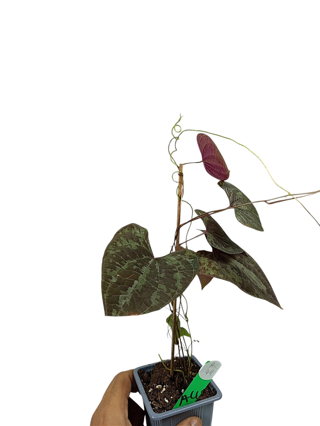 Dioscorea discolor