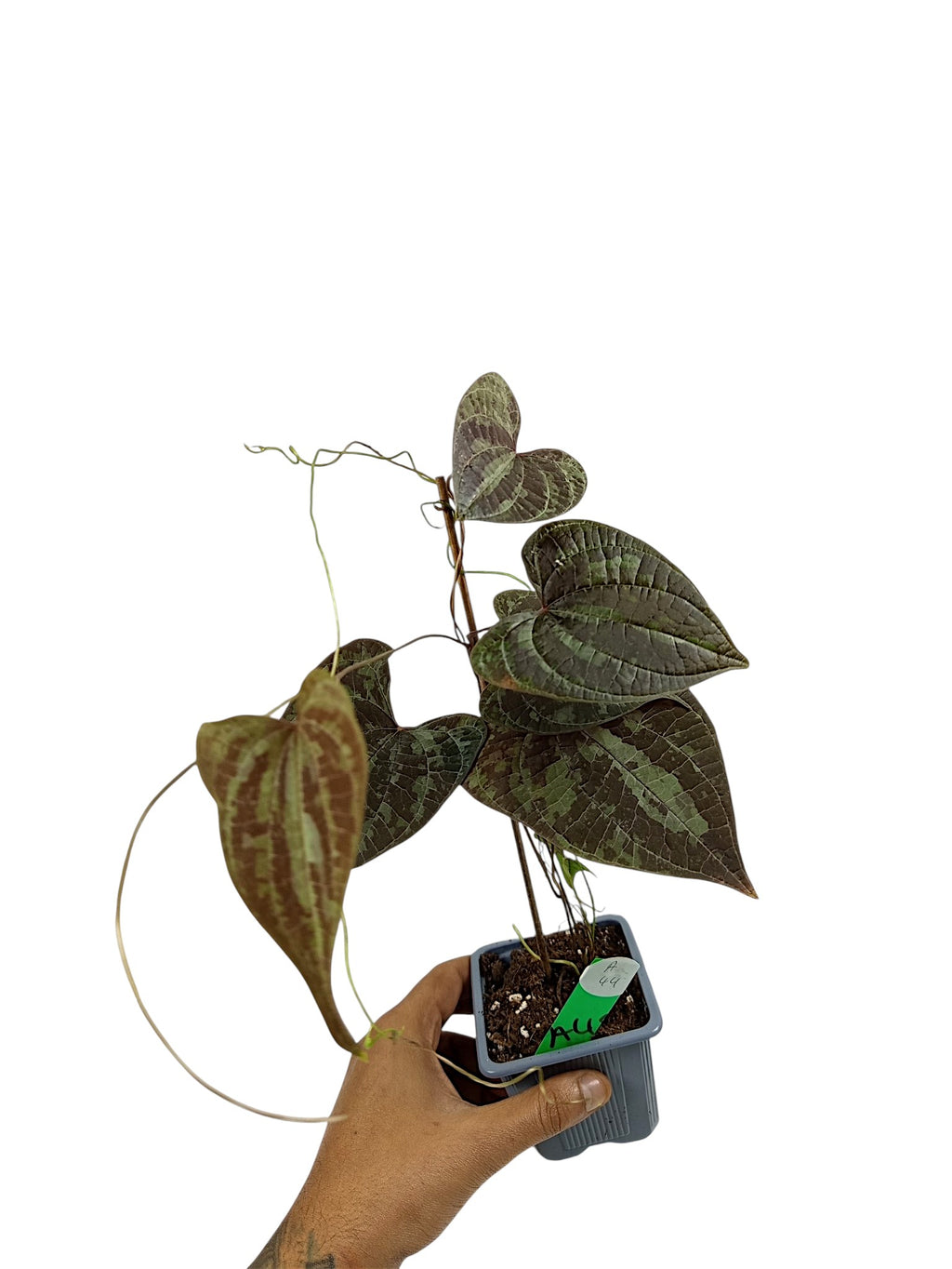 Dioscorea discolor