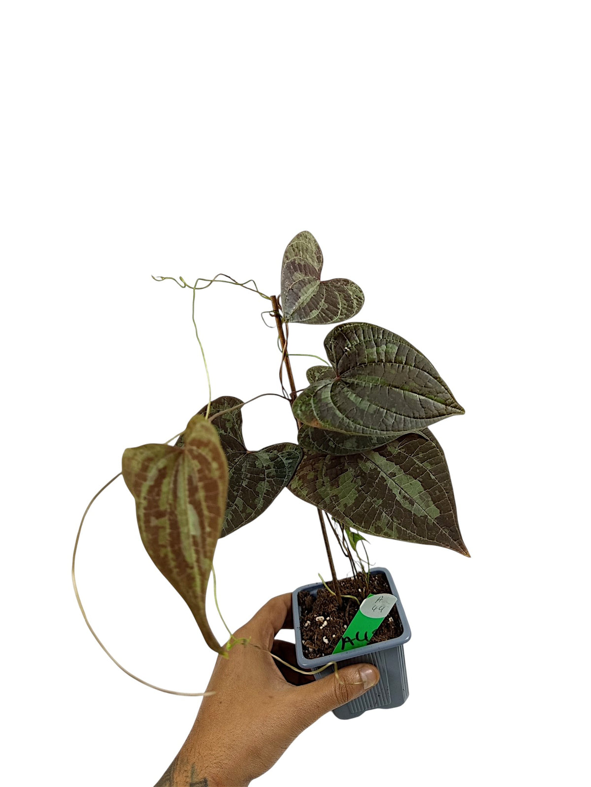 Dioscorea discolor