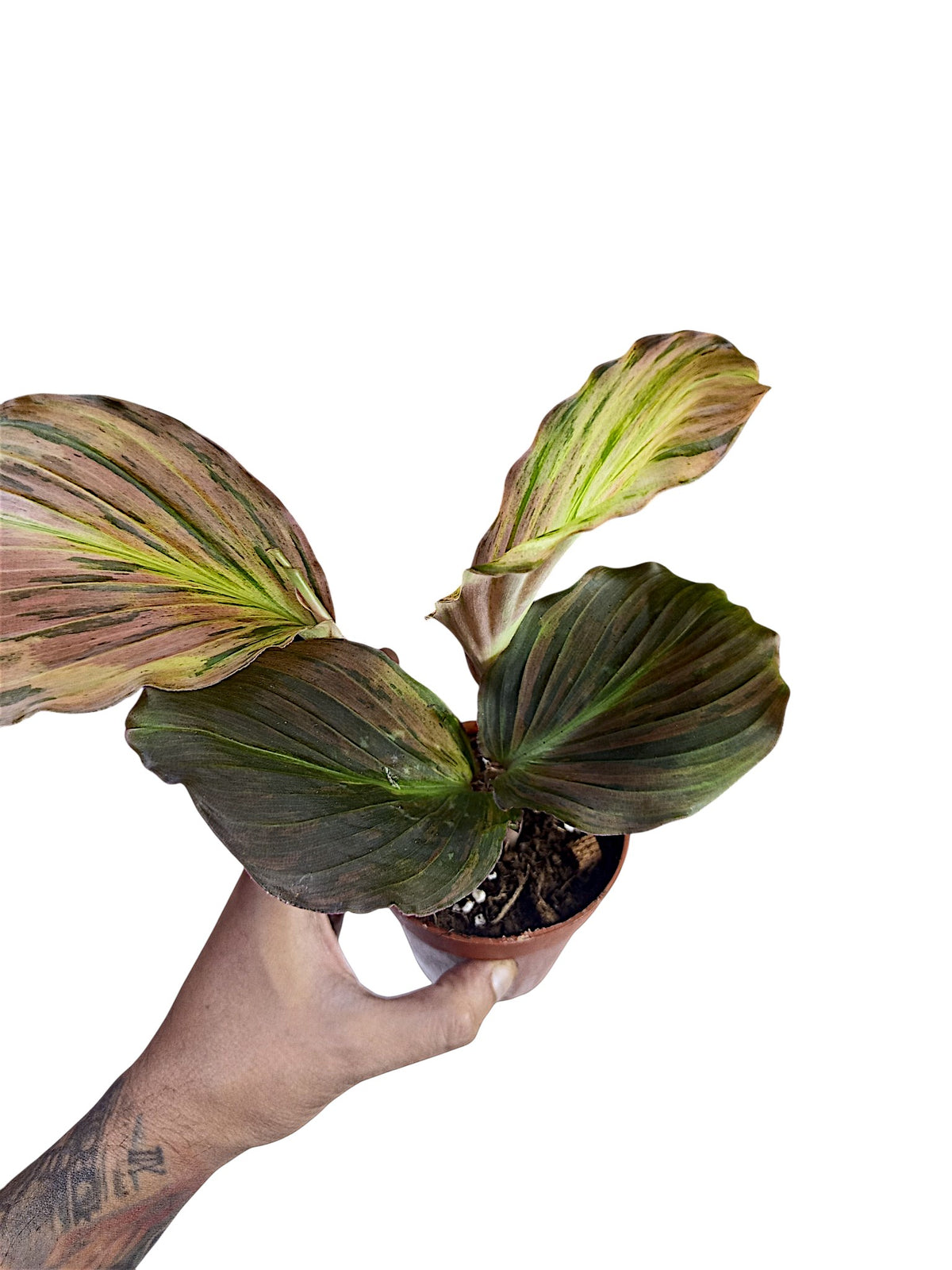 Kaempferia sp. Pink Variegated Ginger