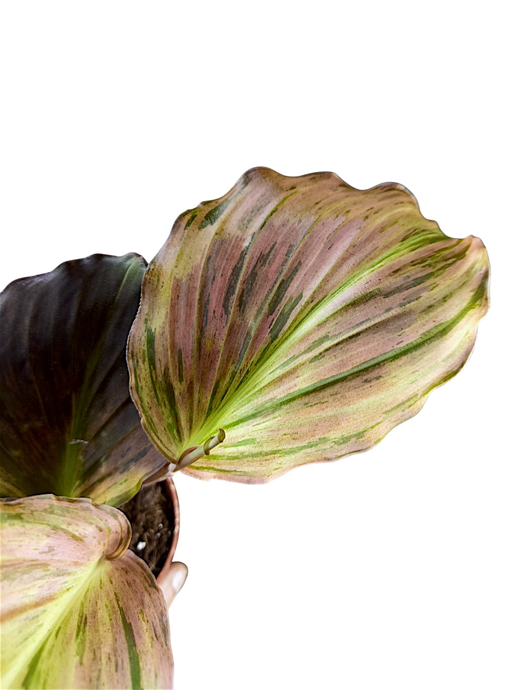Kaempferia sp. Pink Variegated Ginger