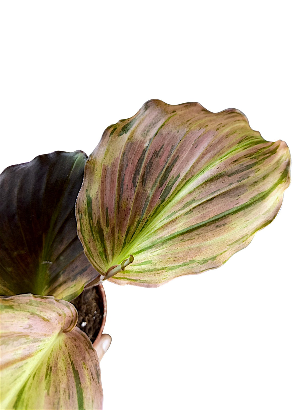 Kaempferia sp. Pink Variegated Ginger