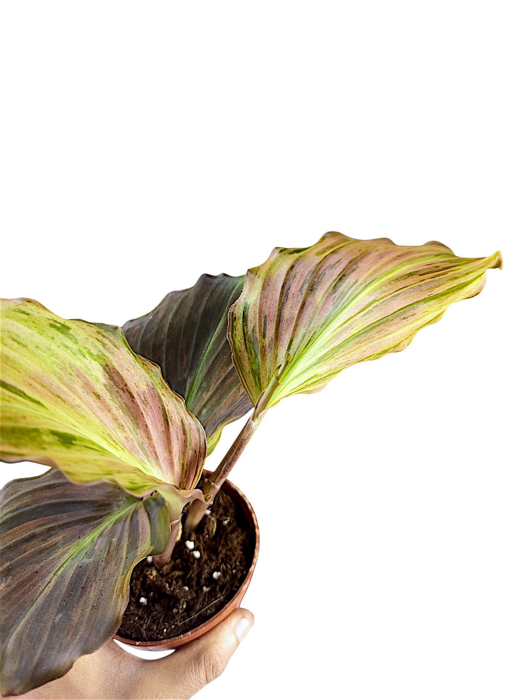 Kaempferia sp. Pink Variegated Ginger
