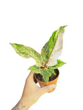 Anthurium Hookery High Var