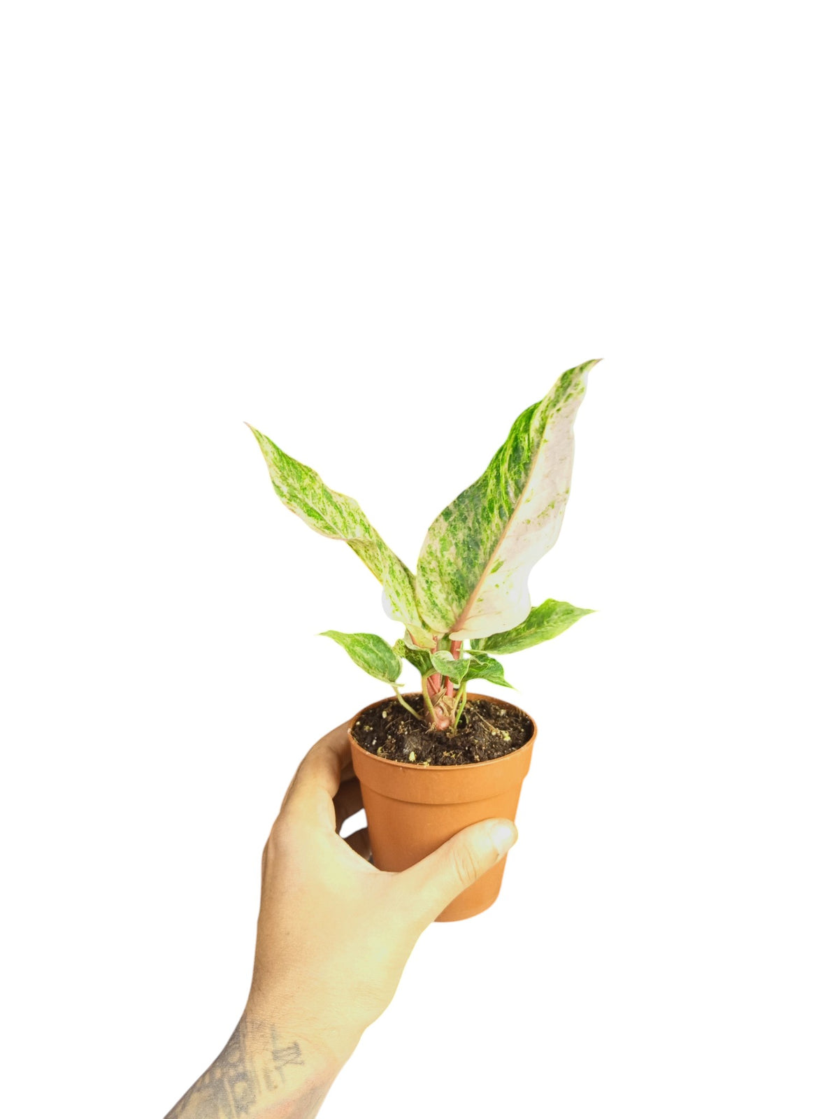 Anthurium Hookery High Var