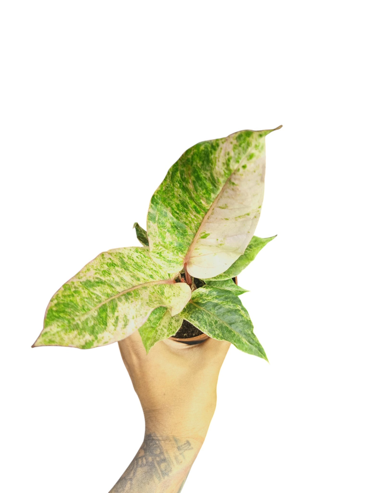 Anthurium Hookery High Var