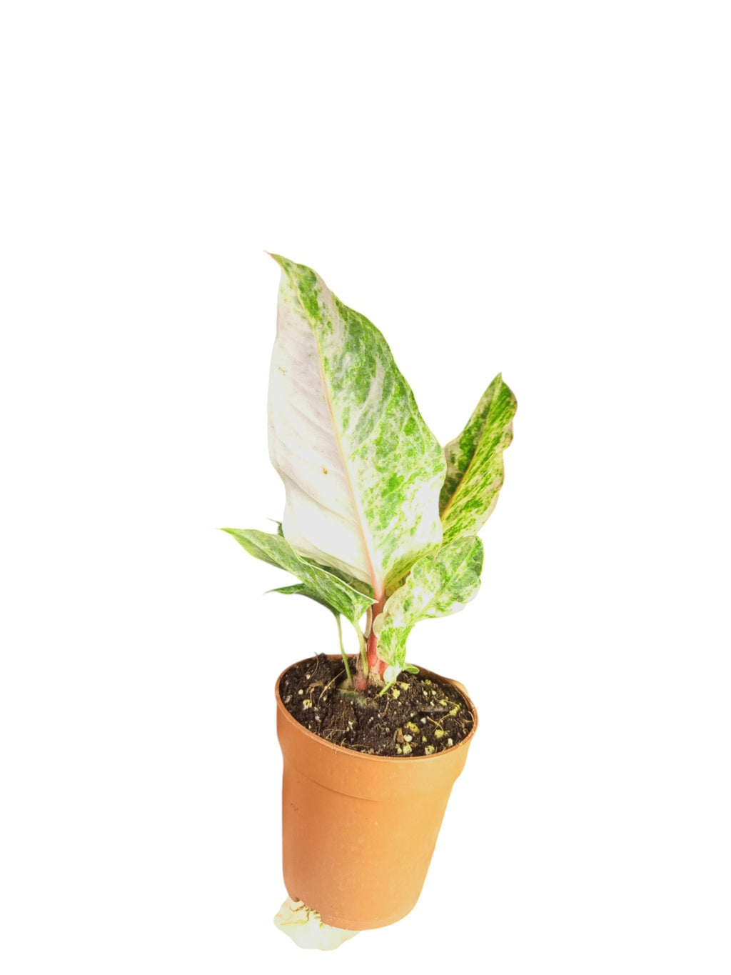 Anthurium Hookery High Var