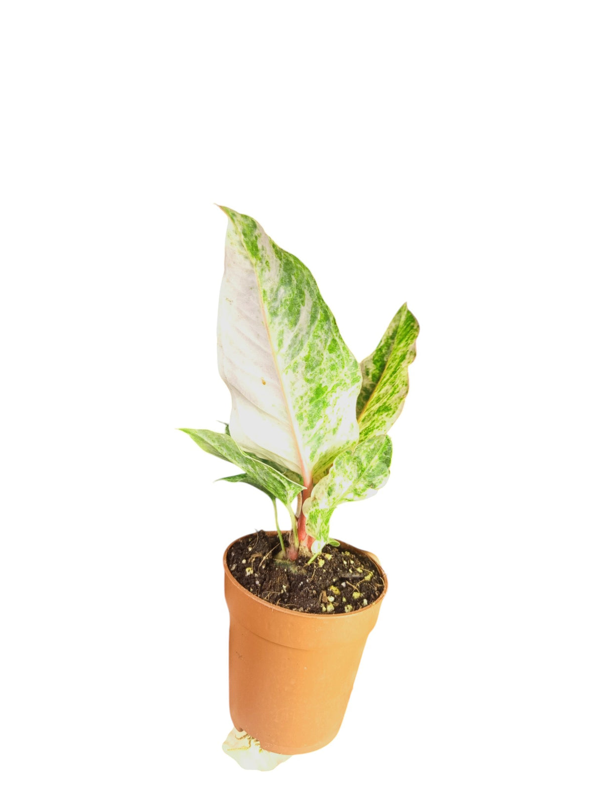Anthurium Hookery High Var