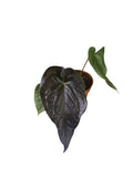 Anthurium Red Beauty