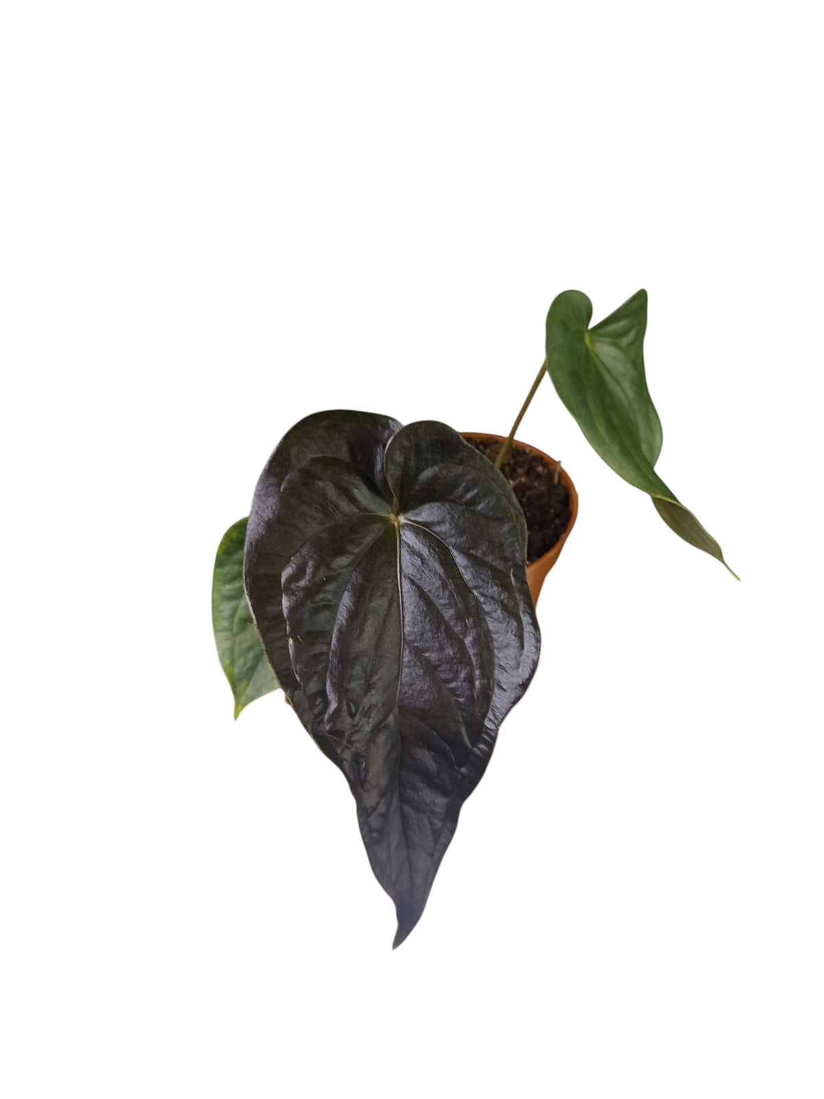 Anthurium Red Beauty