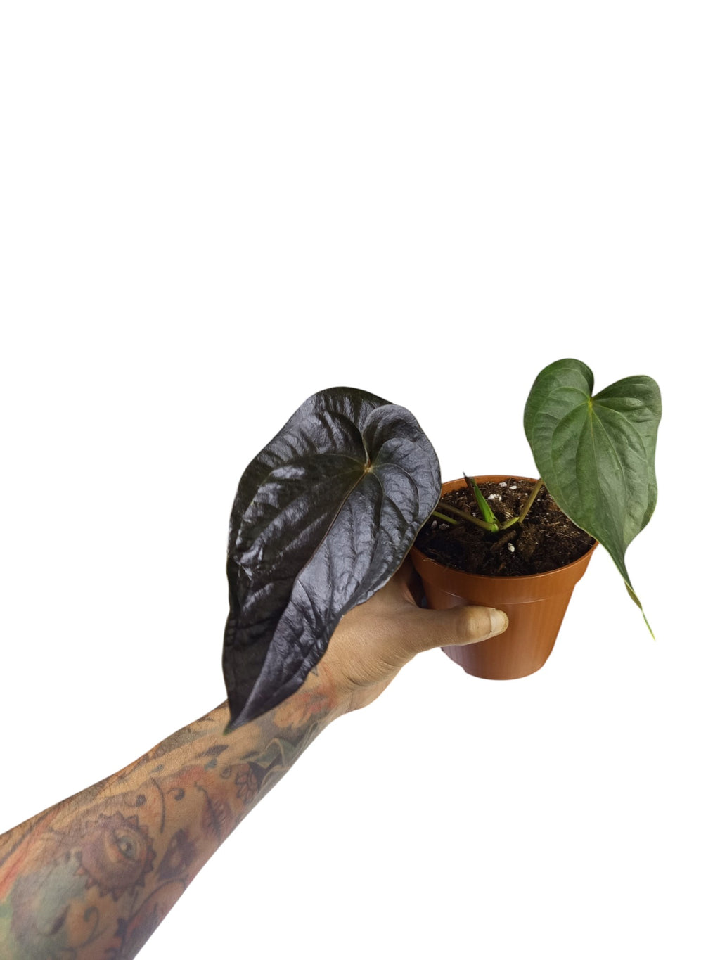 Anthurium Red Beauty