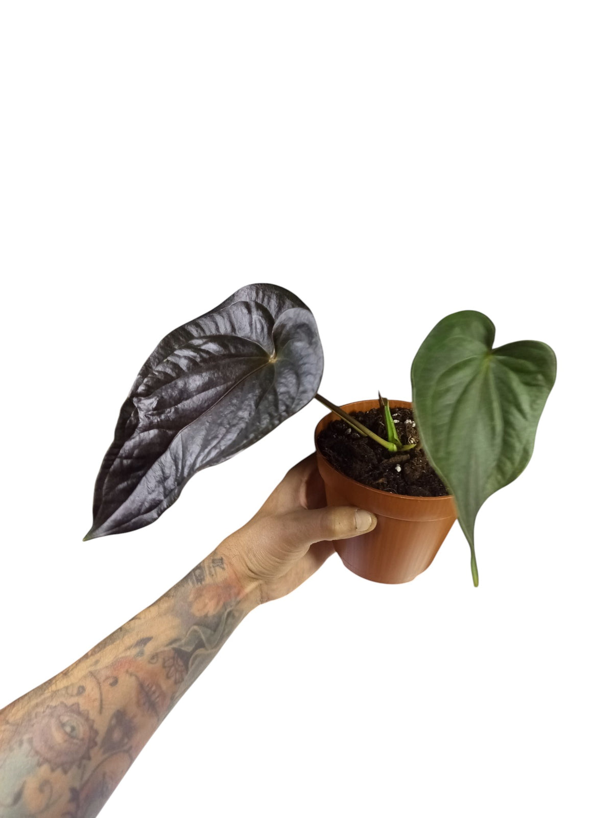 Anthurium Red Beauty