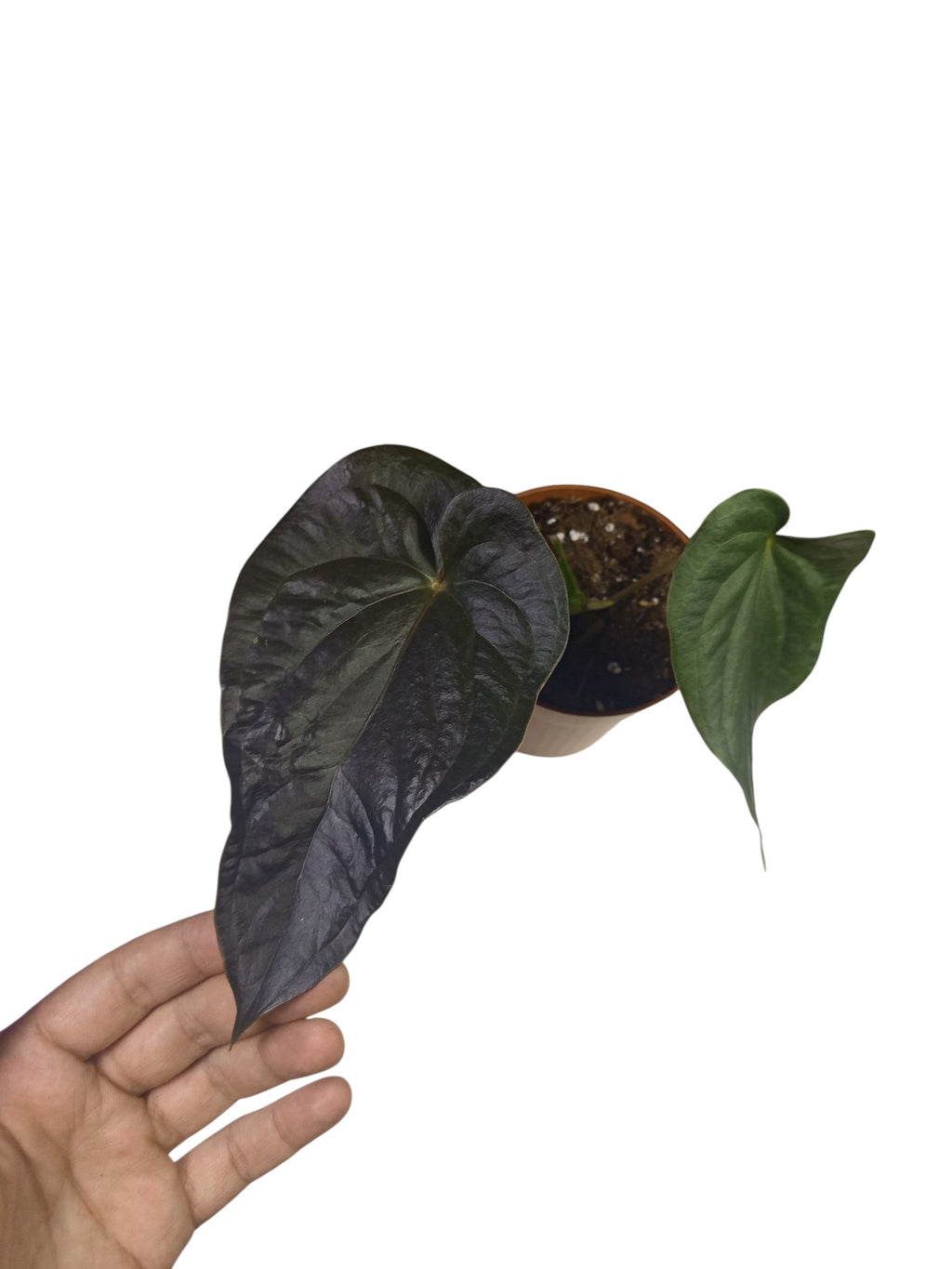 Anthurium Red Beauty