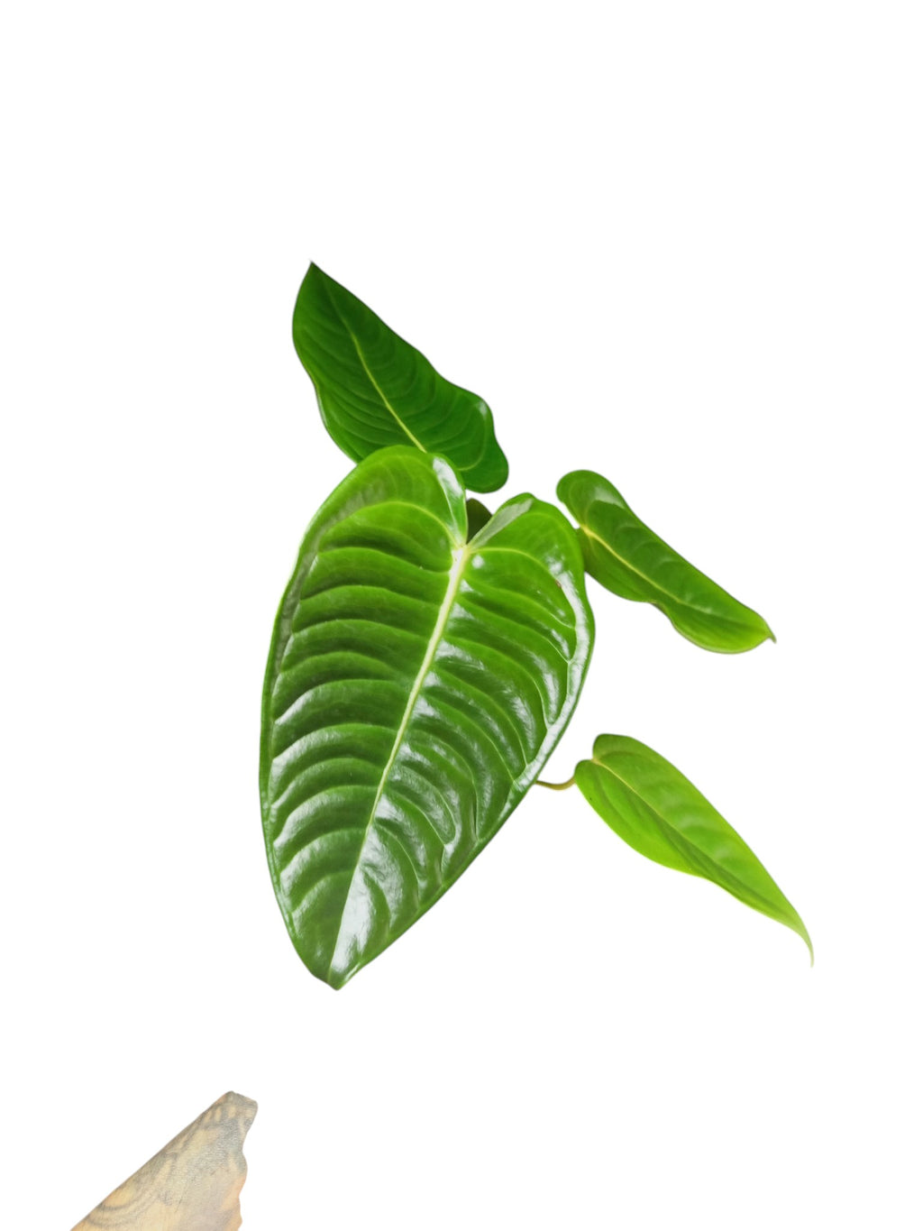 Anthurium Veitchii Narrow