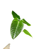 Anthurium Veitchii Narrow