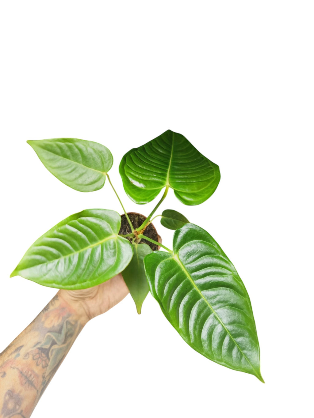 Anthurium Veitchii Narrow