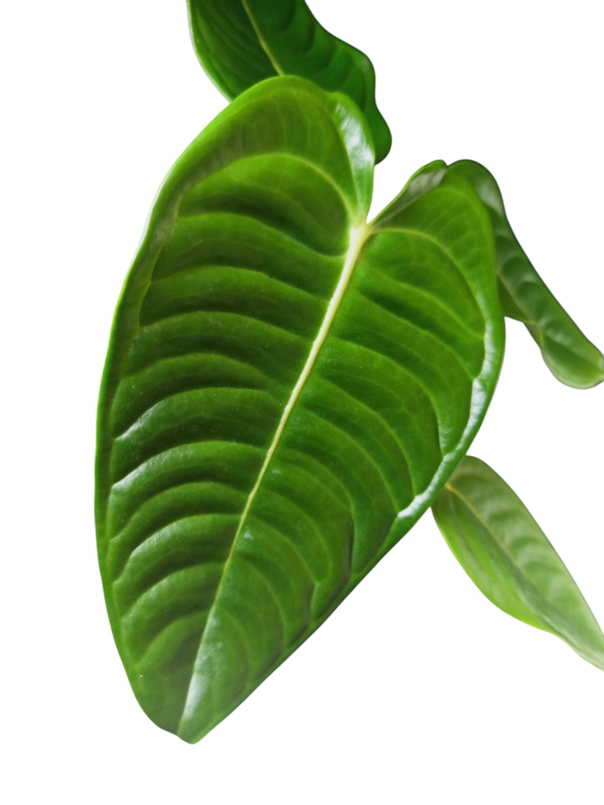 Anthurium Veitchii Narrow