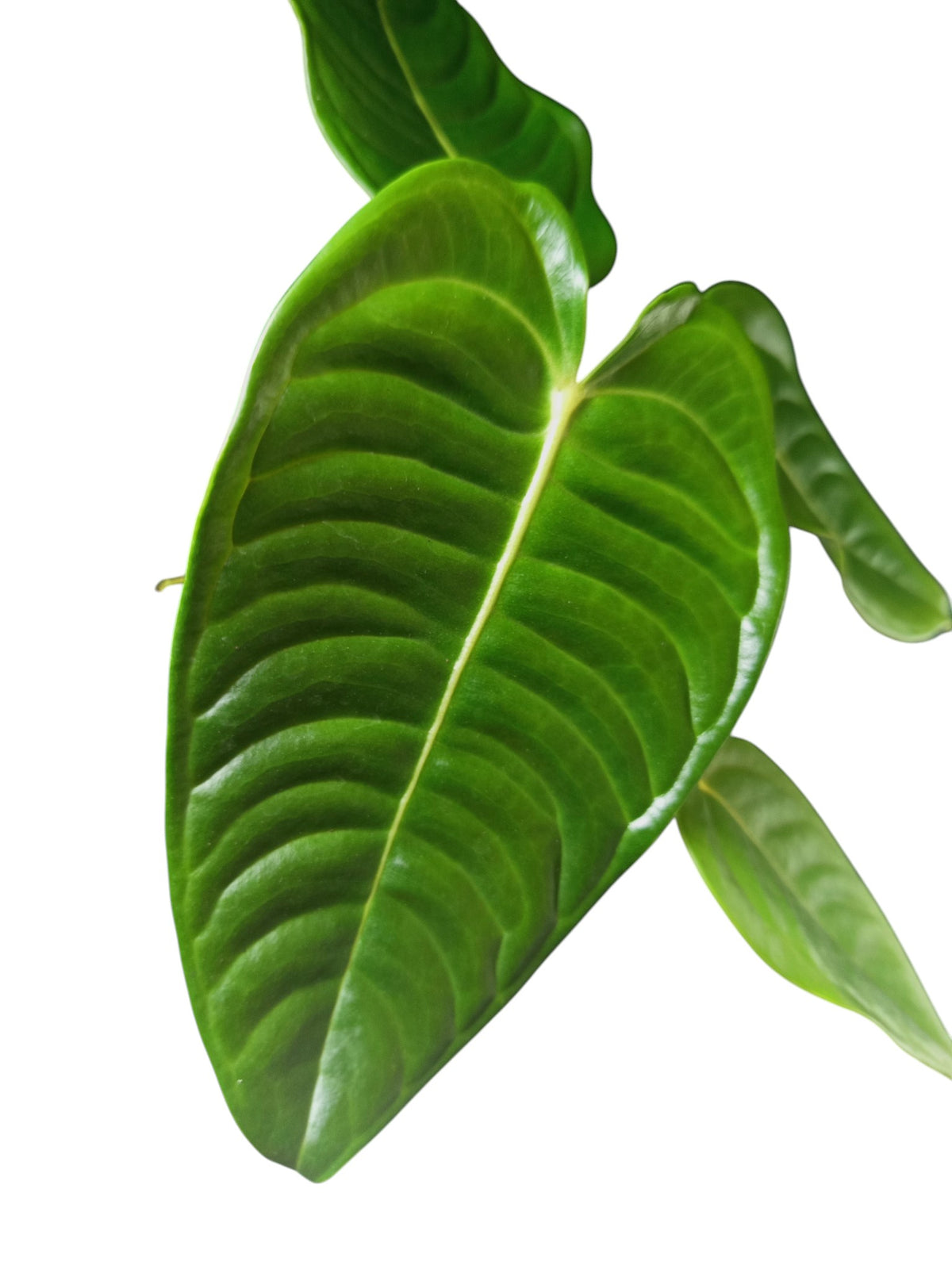 Anthurium Veitchii Narrow