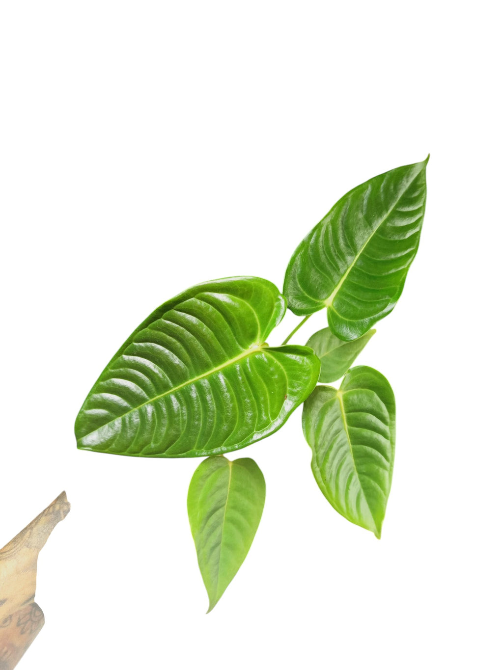 Anthurium Veitchii Narrow
