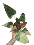 Homalomena 'Pink Diamond