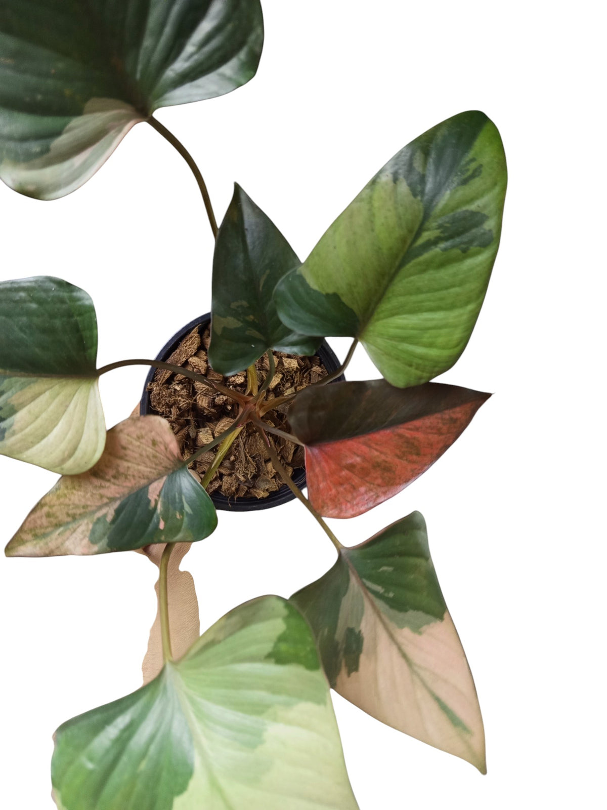 Homalomena 'Pink Diamond