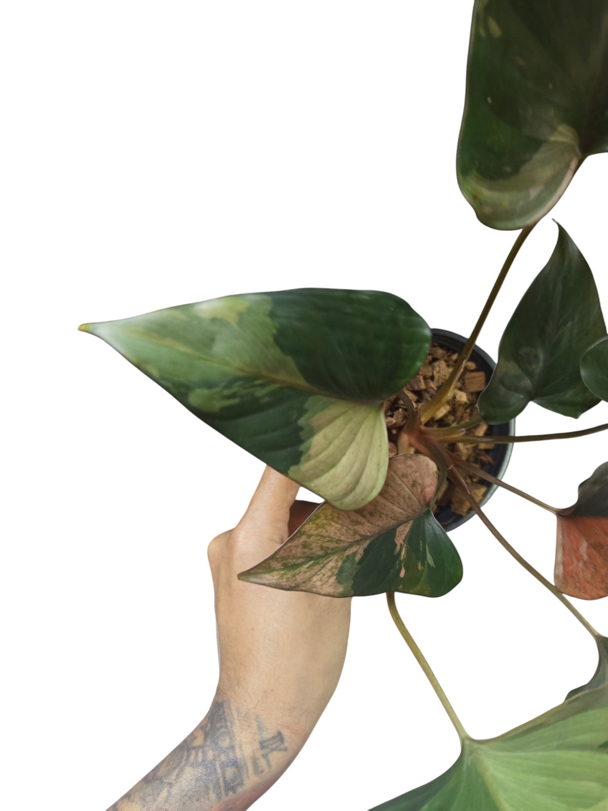 Homalomena 'Pink Diamond