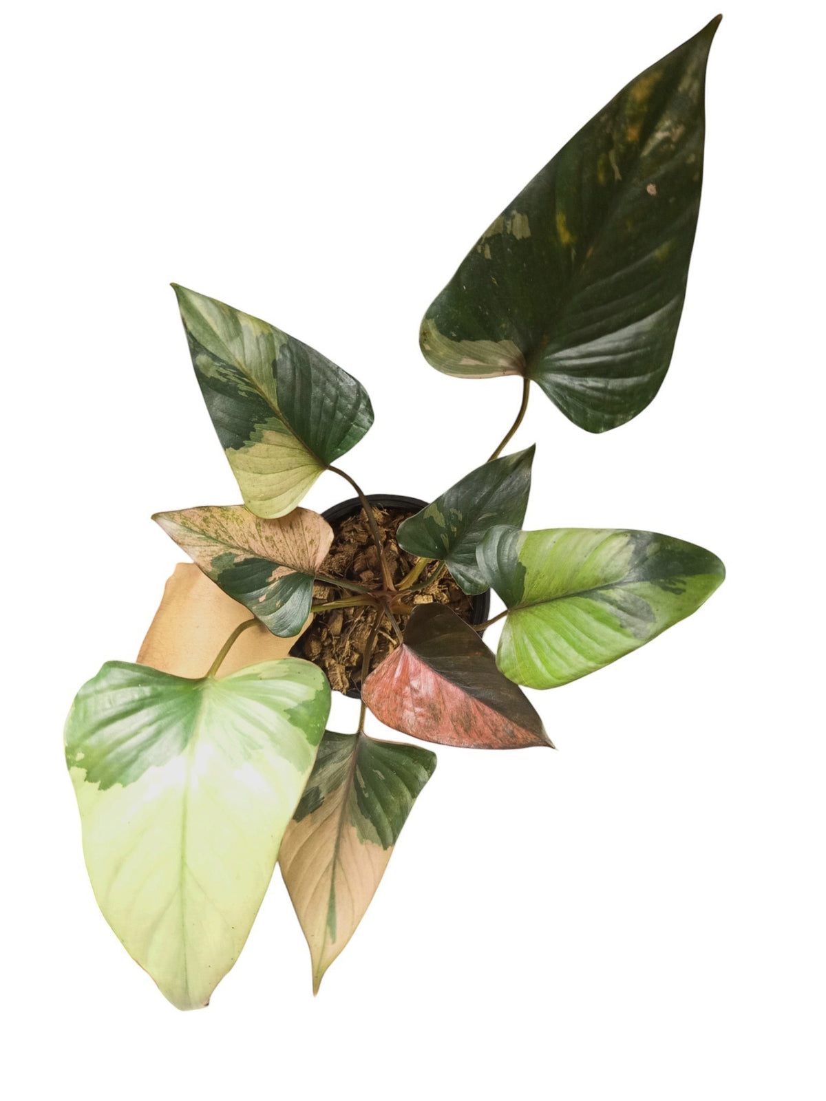 Homalomena 'Pink Diamond