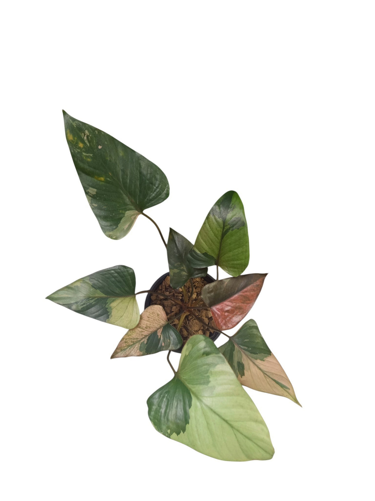 Homalomena 'Pink Diamond