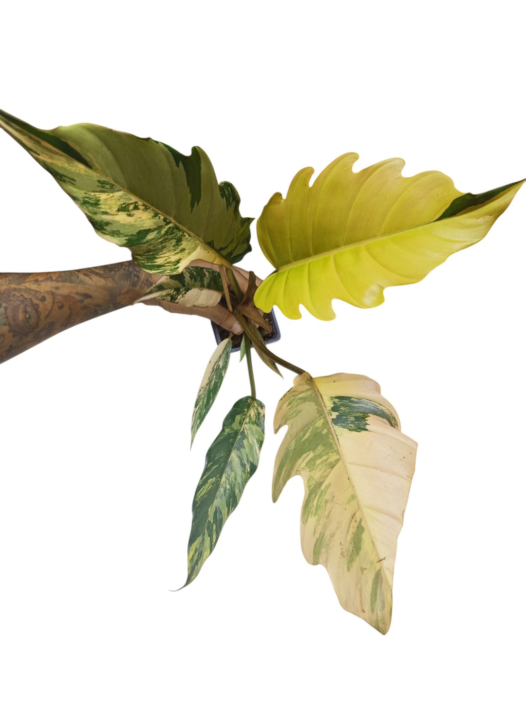 Philodendron Caramel Marble