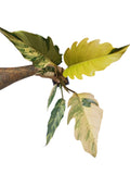 Philodendron Caramel Marble