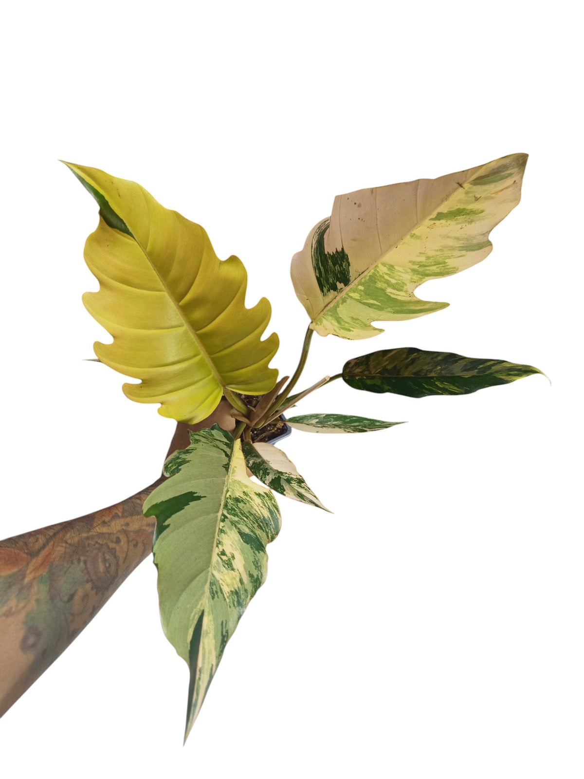 Philodendron Caramel Marble