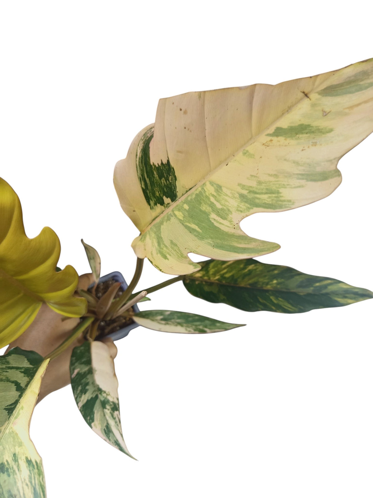 Philodendron Caramel Marble