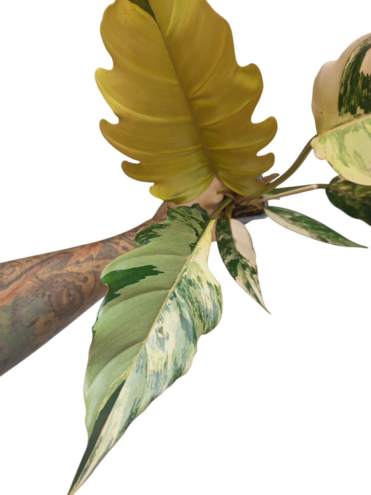 Philodendron Caramel Marble