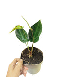 Anthurium Red Spider x Forgetii Dwarf
