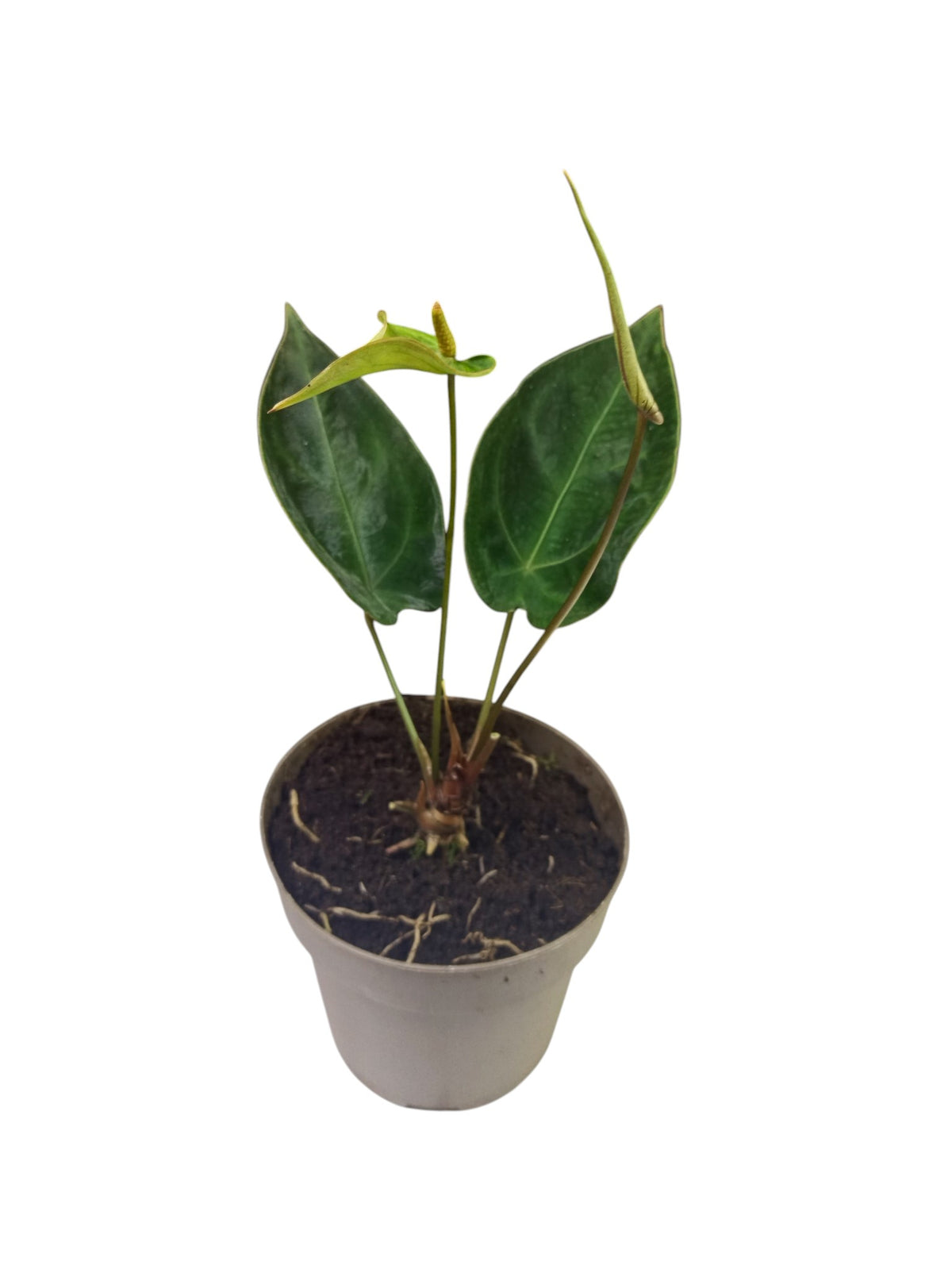 Anthurium Red Spider x Forgetii Dwarf
